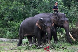 PLG Saree amankan gajah liar