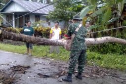 Seorang warga Denpasar tewas akibat pohon tumbang