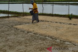 Petani Abdya peroleh bantuan benih padi unggul