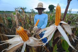 Target Produksi Jagung 2019