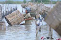 Target Produksi Udang 2019