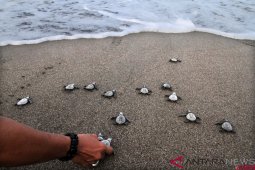 Wisatawan Inggris lepasliarkan tukik di Aceh