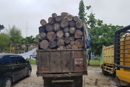 BBKSDA Riau ringkus pemodal dan pembalakan liar di Pelalawan
