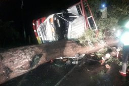 Diterjang Angin Kencang, Sejumlah Pohon Tumbang di Jalur Pantura Situbondo