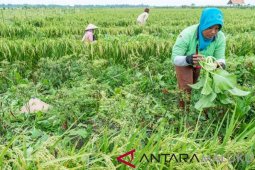 NTP Maluku Utara turun 0,54 persen