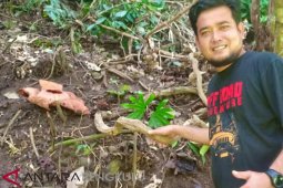 Pemkab Mukomuko ajak masyarakat lestarikan bunga rafflesia