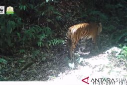 WWF kampanyekan anti perdagangan satwa liar