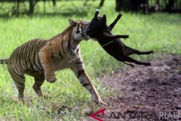 Harimau Sumatra masuk kampung di Solok Selatan