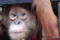 90 percent of orangutans live outside preserved forests: BKSDA