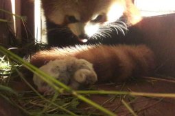 Bayi Panda merah di TSI Cisarua sehat dan aktif