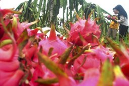 Panen buah Naga