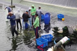 Gubernur Babel "natak kampung" panen udang vaname