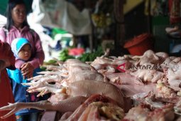 Warga Putussibau berharap solusi pemerintah atasi harga ayam