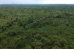 Hutan rawa Pematang Damar terbengkalai pascaterbakar