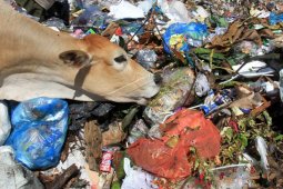 Sapi makan sampah