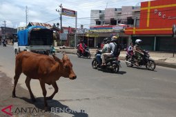 Tiga ekor sapi berkeliaran akibatkan kecelakaan di Rawa Makmur