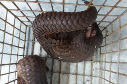 Tersangka jual beli trenggiling diringkus