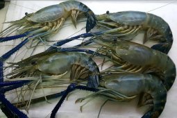 DKP Gorontalo Utara Dorong Produksi Udang Ekspor