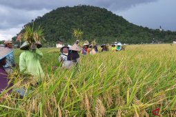 Daniel ingatkan swasembada harus diikuti kesejahteraan petani