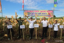 Luas tanam jagung  Batola  2.020 hektare