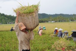 Pengamat: Dampak COVID-19, permintaan sektor pertanian Kalbar menurun