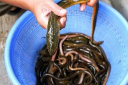 Musim penghujan tangkapan belut di Kumpeh Muarojambi tinggi