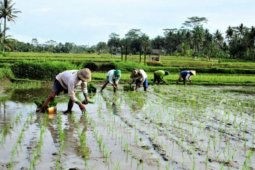 500 ribu hektare rawa akan dijadikan lahan pertanian