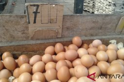 Harga daging ayam ras di Pasar Flamboyan Rp35 ribu per kilogram