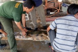 Empat buaya peliharaan diserahkan ke BKSDA Jabar