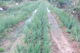 Pulau Moti cocok jadi sentra produksi bawang