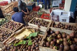 Buah Manggis Raya asal Bogor jadi komoditi ekspor