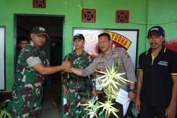 Satgas TNI serahkan tanaman ganja kepada polisi