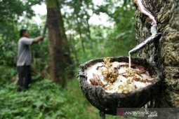 BI: Kinerja industri karet dan  makanan di Sumut mulai pulih