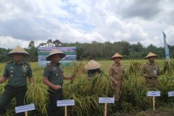 Wabup Bangka - Danrem panen padi sawah di Banyuasin