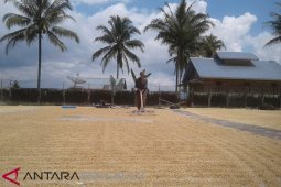 Beras Rejang Lebong kalah bersaing di pasaran