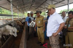Pemprov Babel akan salurkan anak sapi unggul