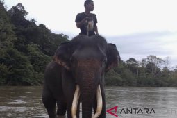 Ekowisata satwa dilindungi sebagai edukasi melawan kepunahan