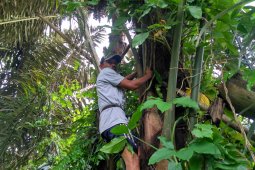 Petani aren di Batanghari harapkan perhatian pemerintah
