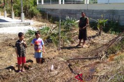 Gajah liar rusak pagar sekolah dan kelapa sawit di Aceh Barat