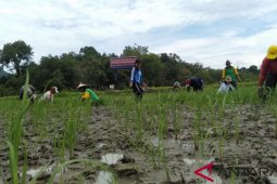Landak kembangkan varietas padi lokal
