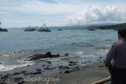 Kematian Hiu Paus Diduga Tergores Benda Tajam