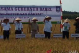 Gubernur Babel panen raya padi di Batu Betumpang