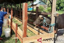 Daging Sapi Lokal Penuhi 30 Persen Kebutuhan Masyarakat Penajam
