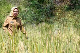 Produksi Pangan Kabupaten Serang Surplus 100 Persen Lebih