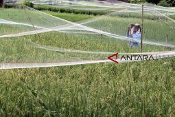 Kisah nyata petani Karawang, tekan biaya produksi sejak pakai pupuk organik