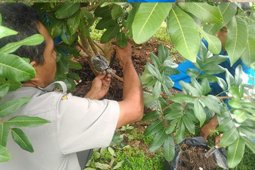BPTP Jambi ajarkan teknik mencangkok kepada pelajar