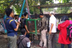 BKSDA Wilayah Madiun Amankan Empat Kera Ekor Panjang yang Resahkan Warga