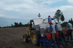 Lahan kurang produktif di Samosir ditanami jagung