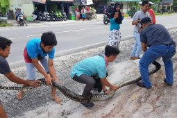 Ular sepanjang empat meter sembunyi di kamar mandi, Joko langsung selamatkan anaknya