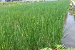 Lahan pertanian di Bogor berkurang setiap tahun